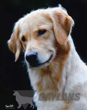 janice provenzano golden retrievers gaylan s fly like the wind jh mx mxj wc od vc cca gaylan janice provenzano golden retrievers gaylan s fly like the wind jh mx mxj wc od vc cca gaylan