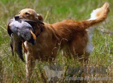 janice provenzano golden retrievers gaylan s fly like the wind jh mx mxj wc od vc cca gaylan janice provenzano golden retrievers gaylan s fly like the wind jh mx mxj wc od vc cca gaylan