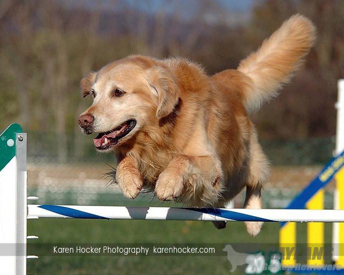 golden retriever puppies wv golden retriever breeders near martinsburg wv dogs our friends photo golden retriever puppies wv golden retriever breeders near martinsburg wv dogs our friends photo