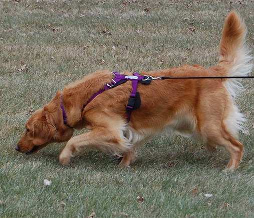 performance golden retrievers home gaylan s golden retrievers performance golden retrievers home gaylan s golden retrievers