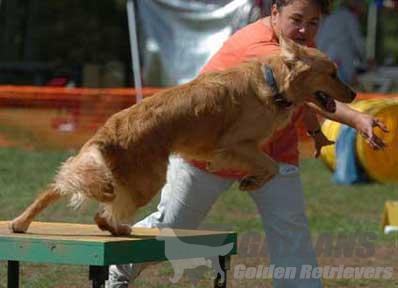 janice provenzano golden retrievers mach2 gaylan s bet on it at terrevern bn jh mxg mjg mxf janice provenzano golden retrievers mach2 gaylan s bet on it at terrevern bn jh mxg mjg mxf