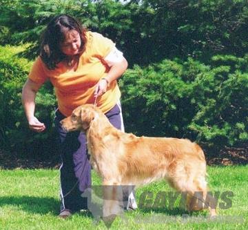 janice provenzano golden retrievers mach2 gaylan s bet on it at terrevern bn jh mxg mjg mxf janice provenzano golden retrievers mach2 gaylan s bet on it at terrevern bn jh mxg mjg mxf