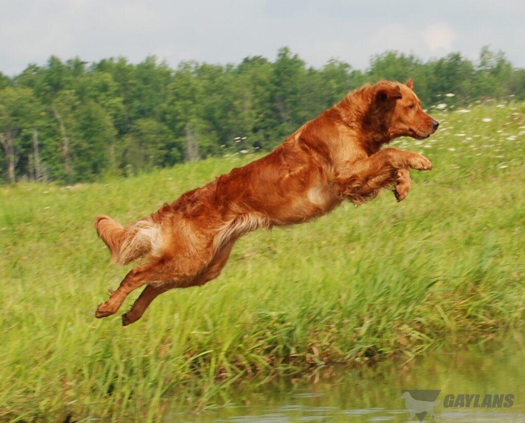 ambertrail golden retrievers the bird litter gaylan s golden retrievers ambertrail golden retrievers the bird litter gaylan s golden retrievers