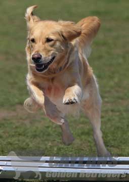 janice provenzano golden retrievers gaylan s fly like the wind jh mx mxj wc od vc cca gaylan janice provenzano golden retrievers gaylan s fly like the wind jh mx mxj wc od vc cca gaylan