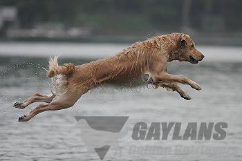 janice provenzano golden retrievers gaylan s fly like the wind jh mx mxj wc od vc cca gaylan janice provenzano golden retrievers gaylan s fly like the wind jh mx mxj wc od vc cca gaylan