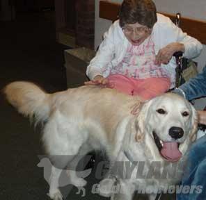janice provenzano golden retrievers gaylan s fenway harp thd cca tdi cgc gaylan s golden janice provenzano golden retrievers gaylan s fenway harp thd cca tdi cgc gaylan s golden