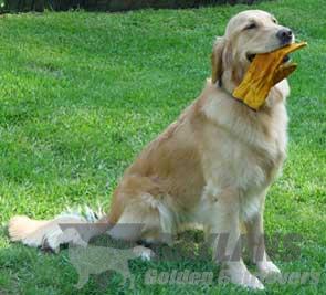janice provenzano golden retrievers ct gaylan s in the wind jh mx mxj vcx cca cgc janice provenzano golden retrievers ct gaylan s in the wind jh mx mxj vcx cca cgc