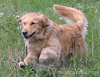 janice provenzano golden retrievers ct gaylan s in the wind jh mx mxj vcx cca cgc janice provenzano golden retrievers ct gaylan s in the wind jh mx mxj vcx cca cgc