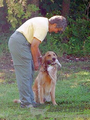 janice provenzano golden retrievers ct gaylan s in the wind jh mx mxj vcx cca cgc janice provenzano golden retrievers ct gaylan s in the wind jh mx mxj vcx cca cgc