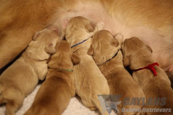 Chase Litter Names For Dogs Chase Litter Names For Dogs